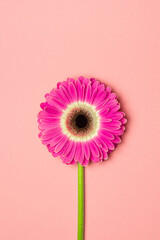Pink gerbera on a pink background.