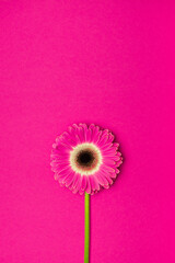 Pink gerbera flower on a bright pink background. Greeting card for Valentine's Day, International Women's Day and Mother's Day. Space for text.