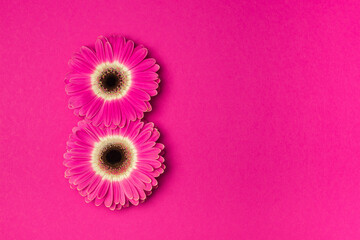 Pink gerbera in the form of the number 8 on a bright pink background. The concept of International Women's Day.