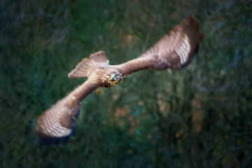 The common buzzard - Buteo buteo is a medium-to-large bird of prey which has a large range