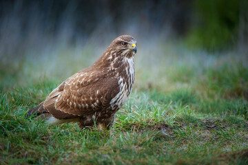 The common buzzard - Buteo buteo is a medium-to-large bird of prey which has a large range