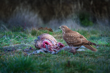 The common buzzard - Buteo buteo is a medium-to-large bird of prey which has a large range