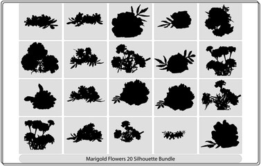 Isolated vector illustration. Branch of marigold flower. (Tagétes). Black and white silhouette.