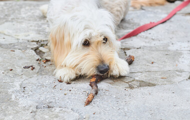 A funny dog on a stick.