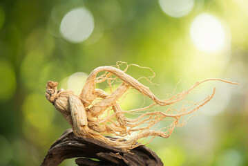Ginseng or Panax ginseng on nature background.