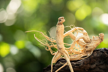 Ginseng or Panax ginseng on nature background.