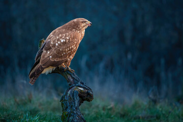 The common buzzard - Buteo buteo is a medium-to-large bird of prey which has a large range