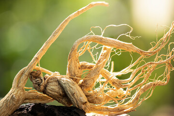 Ginseng or Panax ginseng on nature background.