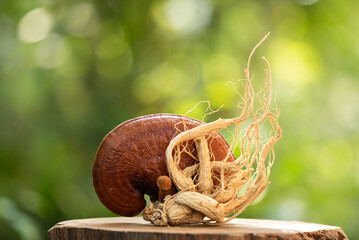 Ginseng and Lingzhi mushroom on nature background.