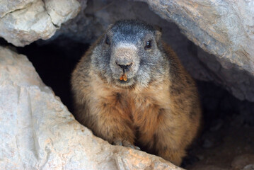 marmotta a Pian Schiavaneis Val Di Fassa Canazei