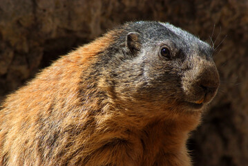 marmotta a Pian Schiavaneis Val Di Fassa Canazei