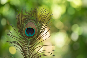 Peacock feather on nature bokeh background.