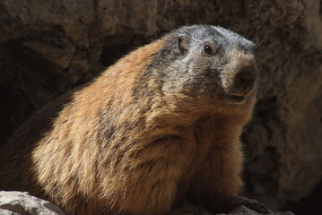 marmotta a Pian Schiavaneis Val Di Fassa Canazei