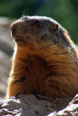 marmotta a Pian Schiavaneis Val Di Fassa Canazei