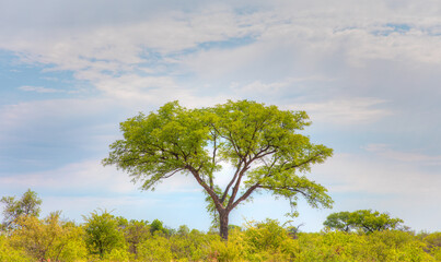 Lonely acacia tree in Etosha National Park - Namibia, South-West Africa