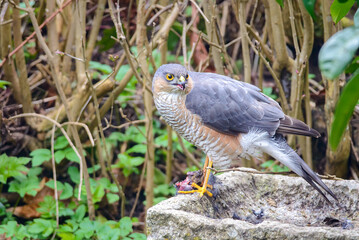 Eurasian sparrowhawk (Accipiter nisus)