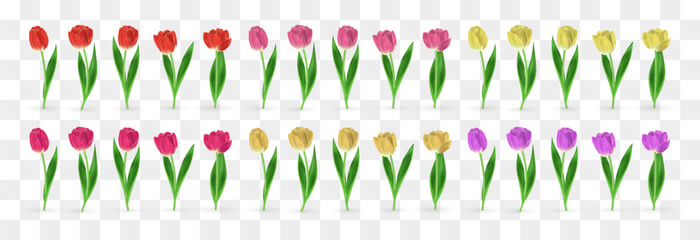 Vector realistic tulips set. Colorful tulip flowers with leaves isolated on png background. Vector spring banner and nature design for Happy Women's, Mother's Day and birthday celebration