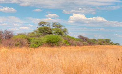 African savanna landscape with yellow grass - Namibia, South Africa
