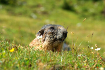 marmotta val san nicolòdolomiti del trentino
