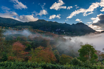 Cherry blossom in tea hill in Sapa, Vietnam in cloudy morning in spring