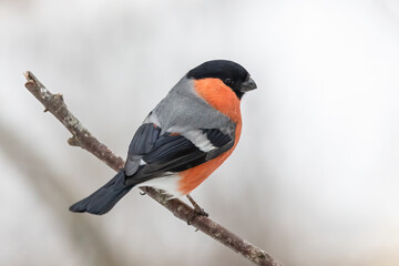 Bullfinch sits on a branch