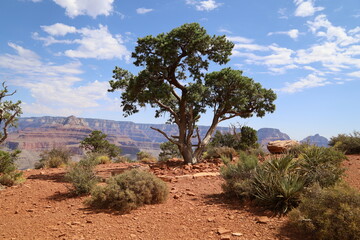 Fototapeta na wymiar tree on the cliff in the grand canyon