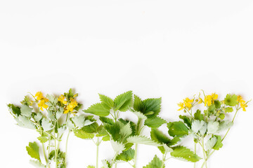 Nettle and celandine on a white background, medicinal plants