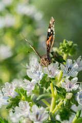 Butterfly gathering on a white flower. Butterfly on a white taginaste (Echium decaisnei) collecting honey. Flora of Gran Canaria, Echium decaisnei flowering in January