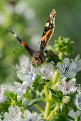 Butterfly gathering on a white flower. Butterfly on a white taginaste (Echium decaisnei) collecting honey. Flora of Gran Canaria, Echium decaisnei flowering in January