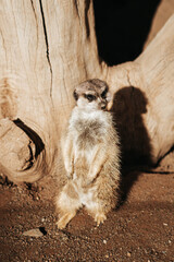 Surykatka, Palmitos Park, Gran Canaria © neskama