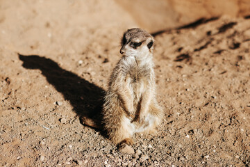 Surykatka, Palmitos Park, Gran Canaria © neskama