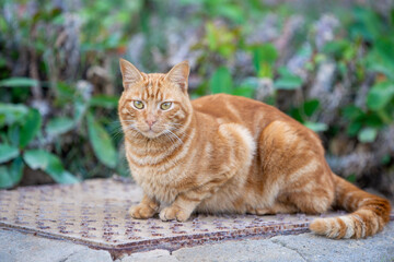 Red striped cat