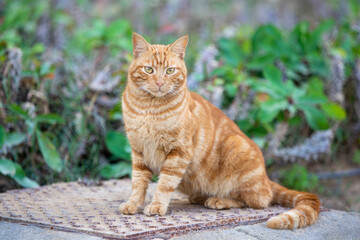 Red striped cat