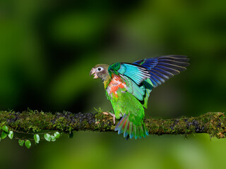 Brown-hooded Parrot with open wings portrait on mossy stick against dark green background