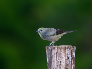 Palm Tanager portrait on fence post against dark green background