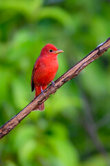 Summer Tanager portrait against dark green background