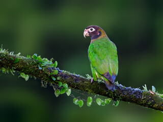 Brown-hooded Parrot portrait on mossy stick against dark green background