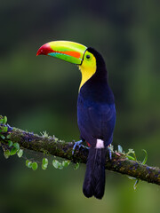 Keel-billed Toucan portrait on mossy stick against dark green background