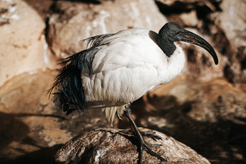 Egzotyczny ptak w Palmitos Park - obrazy, fototapety, plakaty