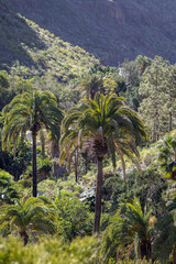 Fototapeta na wymiar Krajobraz z palmami na tle zielonych gór