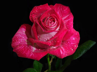 Róża z kroplami rosy