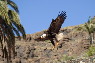 Amerykański orzeł bielik podczas lądowania, Palmitos Park, Gran Canaria