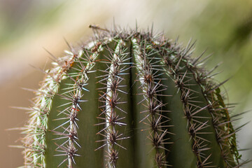 czubek kaktusa