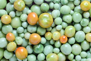 Fototapeta na wymiar Harvested unripe green cherry tomatoes, texture for background.