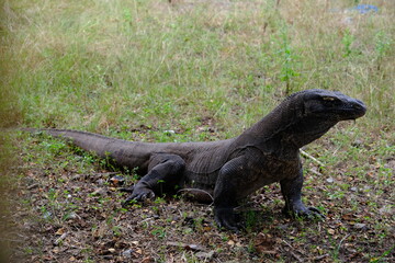 Indonesia Komodo National Park - Komodo dragon - Varanus komodoensis