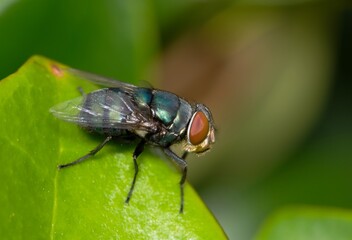 Bluebottle fly (Lucilia sericata) resting on a leaf. Common blowflies that are found worldwide, usually in tropical climates.