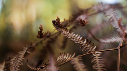 Feuilles de fougère sauvages, en plein hiver