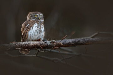 The Eurasian pygmy owl or Glaucidium passerinum is the smallest owl in Europe