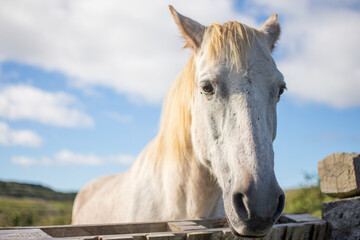 Muzzle of the wild white horse.