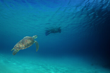 Naklejka na ściany i meble a sea turtle in its environment in the caribbean sea